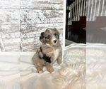 Small Photo #5 Aussiedoodle Puppy For Sale in FREMONT, MI, USA