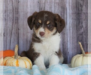 Border-Aussie-Poodle (Standard) Mix Puppy for sale in FREDERICKSBG, OH, USA