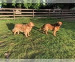 Small Photo #1 Golden Retriever Puppy For Sale in CANBY, OR, USA