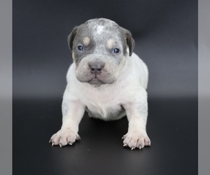 American Bully Puppy for sale in CHAMPAIGN, IL, USA