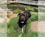 Small #2 Rottweiler Mix