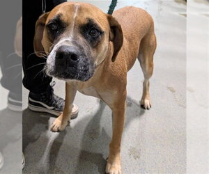 Mutt Dogs for adoption in Bakersfield, CA, USA