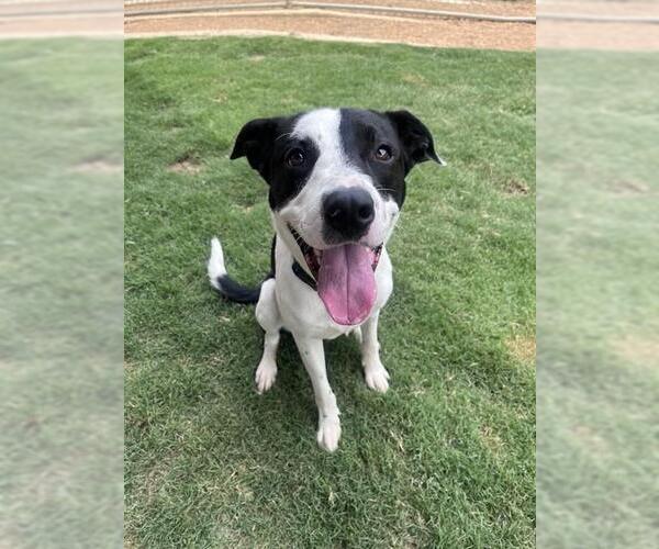 Medium Photo #1 Border Collie-Unknown Mix Puppy For Sale in Plano, TX, USA