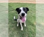 Small Border Collie Mix