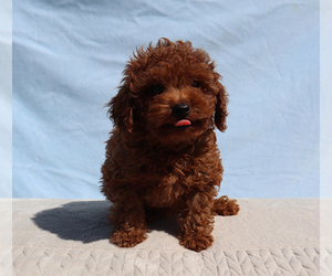 Poodle (Toy) Puppy for sale in LOS ANGELES, CA, USA