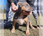 Small Photo #13 American Bully Puppy For Sale in SPRING BRANCH, TX, USA