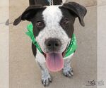 Small #2 Feist Terrier Mix