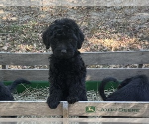 Rottle Puppy for sale in RAYVILLE, LA, USA