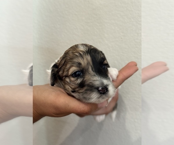 Medium Photo #17 Bernedoodle (Miniature) Puppy For Sale in LONGMONT, CO, USA