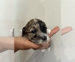 Small #16 Bernedoodle (Miniature)