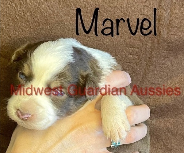 Medium Photo #6 Australian Shepherd Puppy For Sale in MOUNT PULASKI, IL, USA