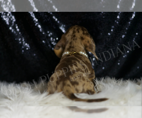Medium Photo #6 Dachshund Puppy For Sale in WARSAW, IN, USA