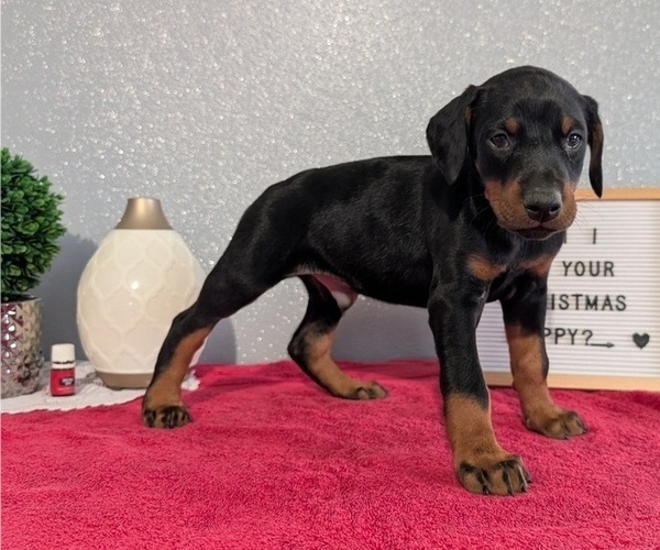 Medium Photo #31 Doberman Pinscher Puppy For Sale in GOSHEN, IN, USA