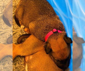 Flower Patch Litter Primrose - Located in TX - Female Mutt Dog for Adoption - Photo #4