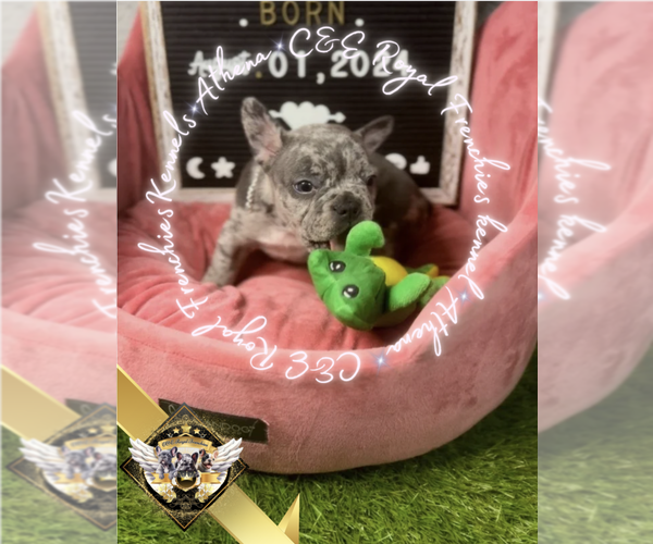 Medium Photo #11 French Bulldog Puppy For Sale in ATHENS, GA, USA