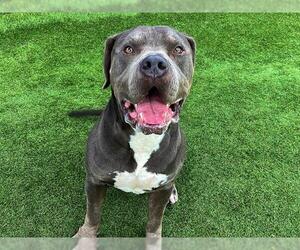 Mutt Dogs for adoption in Orange, CA, USA