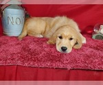 Small Photo #4 Golden Retriever Puppy For Sale in COLORADO SPRINGS, CO, USA