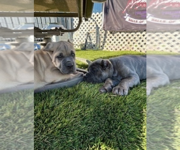 Medium Photo #2 Cane Corso Puppy For Sale in OCEANSIDE, CA, USA