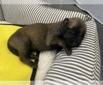 Small Photo #156 Belgian Malinois Puppy For Sale in REESEVILLE, WI, USA