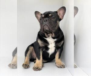 French Bulldog Puppy for sale in BLACKHAWK, CA, USA
