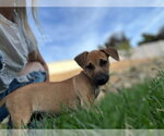 Small #8 Mutt