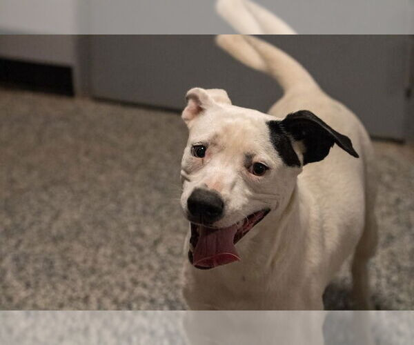 Medium Photo #2 Labrador Retriever Puppy For Sale in garner, NC, USA