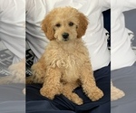 Small Photo #1 Goldendoodle Puppy For Sale in ORLAND PARK, IL, USA