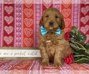 Goldendoodle (Miniature) Puppy for sale in LANCASTER, PA, USA