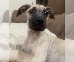 Black Mouth Cur Puppy for sale in CHESTERFIELD, VA, USA