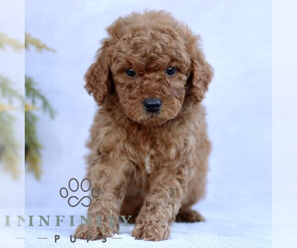 Medium Photo #4 Goldendoodle (Miniature) Puppy For Sale in EPHRATA, PA, USA