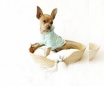 Small #4 Chihuahua