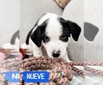 Small Photo #5 Border Collie-Unknown Mix Puppy For Sale in Fenton, MO, USA