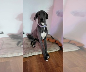 Great Dane Puppy for sale in FLOSSMOOR, IL, USA