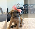 Puppy Gray Cane Corso