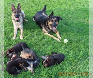 German Shepherd Dog Puppy for sale in STERLING HEIGHTS, MI, USA