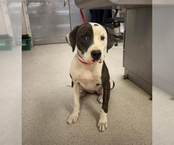 Medium Photo #1 Mutt Puppy For Sale in Riverside, CA, USA