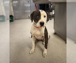 Mutt Dogs for adoption in Riverside, CA, USA