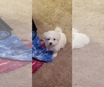 Puppy Puppy 2 Bichon Frise