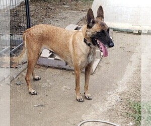 Mother of the Belgian Malinois puppies born on 11/06/2022