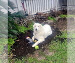 Small #10 Great Pyrenees