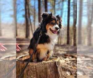 Miniature American Shepherd Dogs for adoption in SANDOWN, NH, USA