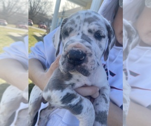 Great Dane Puppy for sale in MOUNT OLIVE, IL, USA