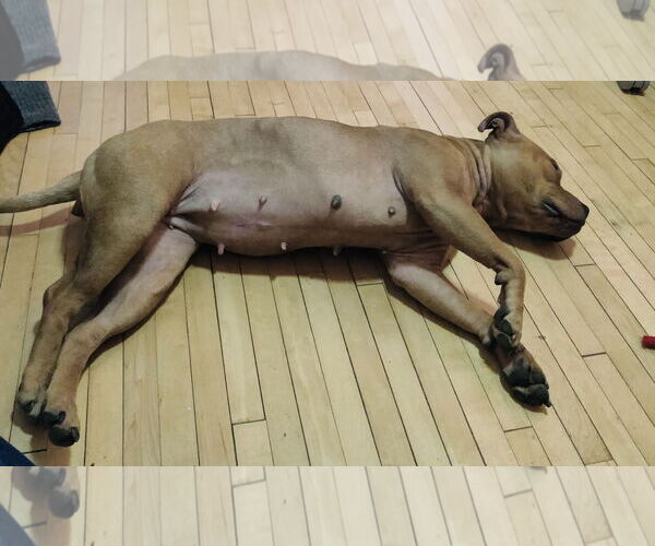 Medium Photo #7 American Pit Bull Terrier-Bulldog Mix Puppy For Sale in Princeton, MN, USA