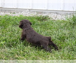 Small Photo #7 Boykin Spaniel Puppy For Sale in CARLISLE, KY, USA