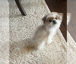 Small #2 Shih Tzu Mix