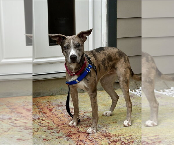 Medium Photo #2 American Staffordshire Terrier-Unknown Mix Puppy For Sale in Lakewood, CO, USA