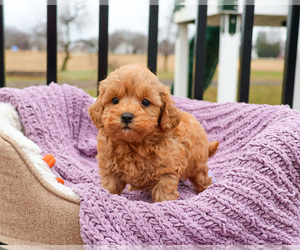 Cavapoo (Miniature) Puppy for sale in SYRACUSE, IN, USA