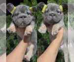 Small Photo #33 French Bulldog Puppy For Sale in LOS ALTOS, CA, USA