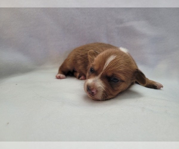 Medium Photo #1 Chiranian-Chiweenie Mix Puppy For Sale in PINSON, AL, USA