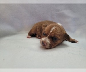 Medium Chiranian-Chiweenie Mix